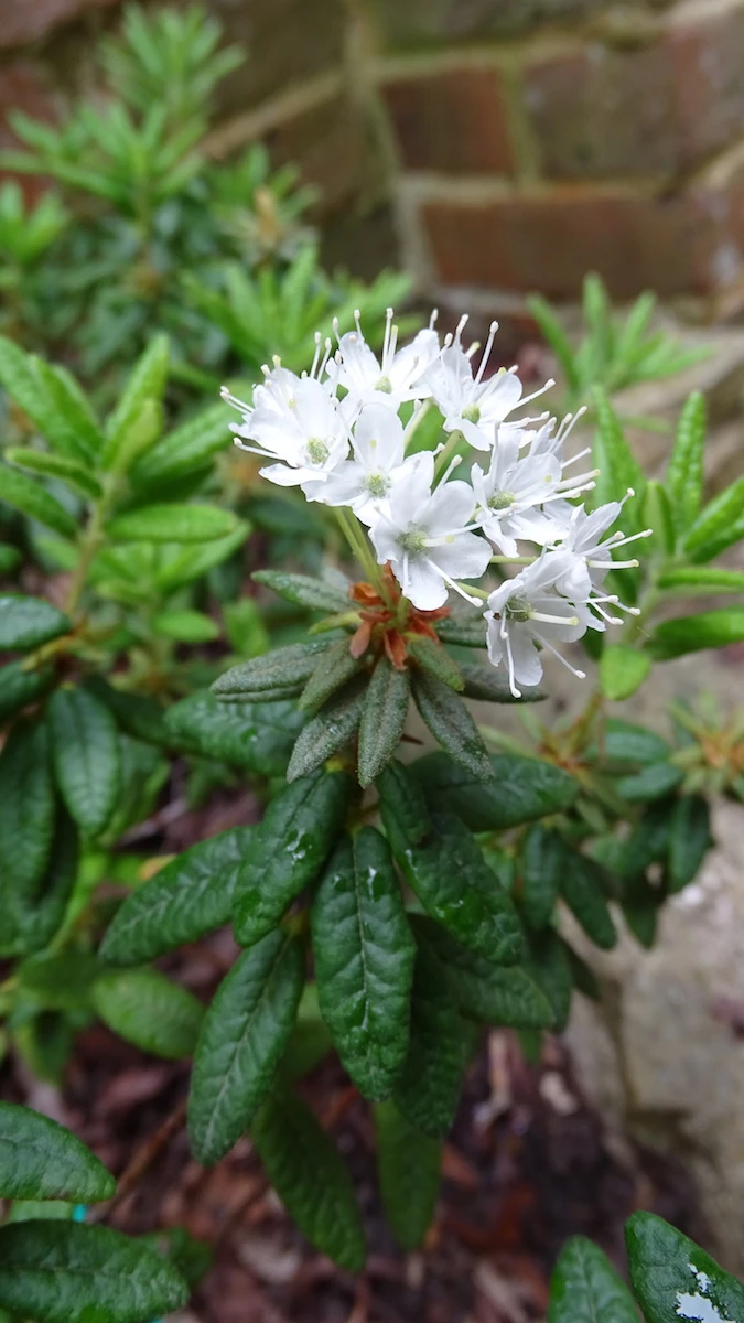 R. groenlandicum